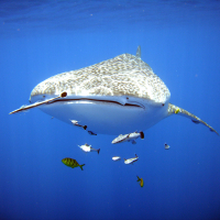 LE PLUS GROS POISSON DU MONDE